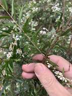 Image de Sannantha pluriflora (F. Müll.) Peter G. Wilson