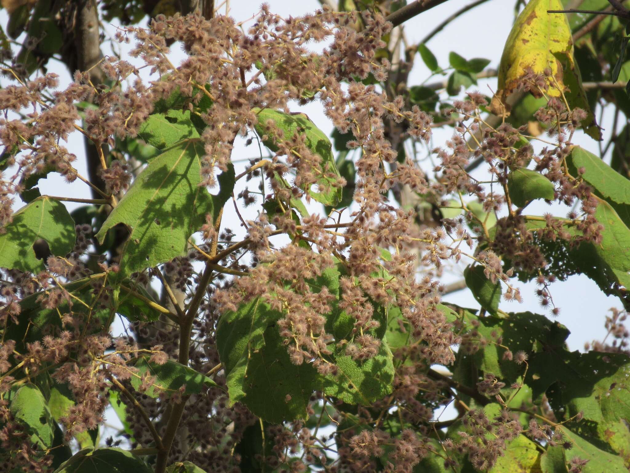 Image of Heliocarpus appendiculatus Turcz.