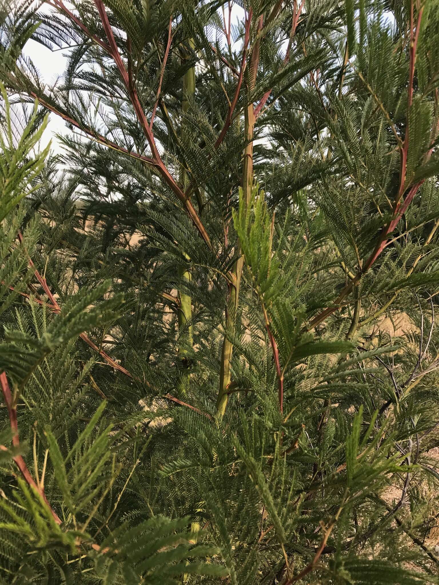 Image of green wattle