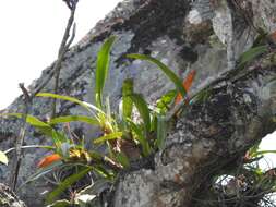 Image of Maxillaria densa Lindl.