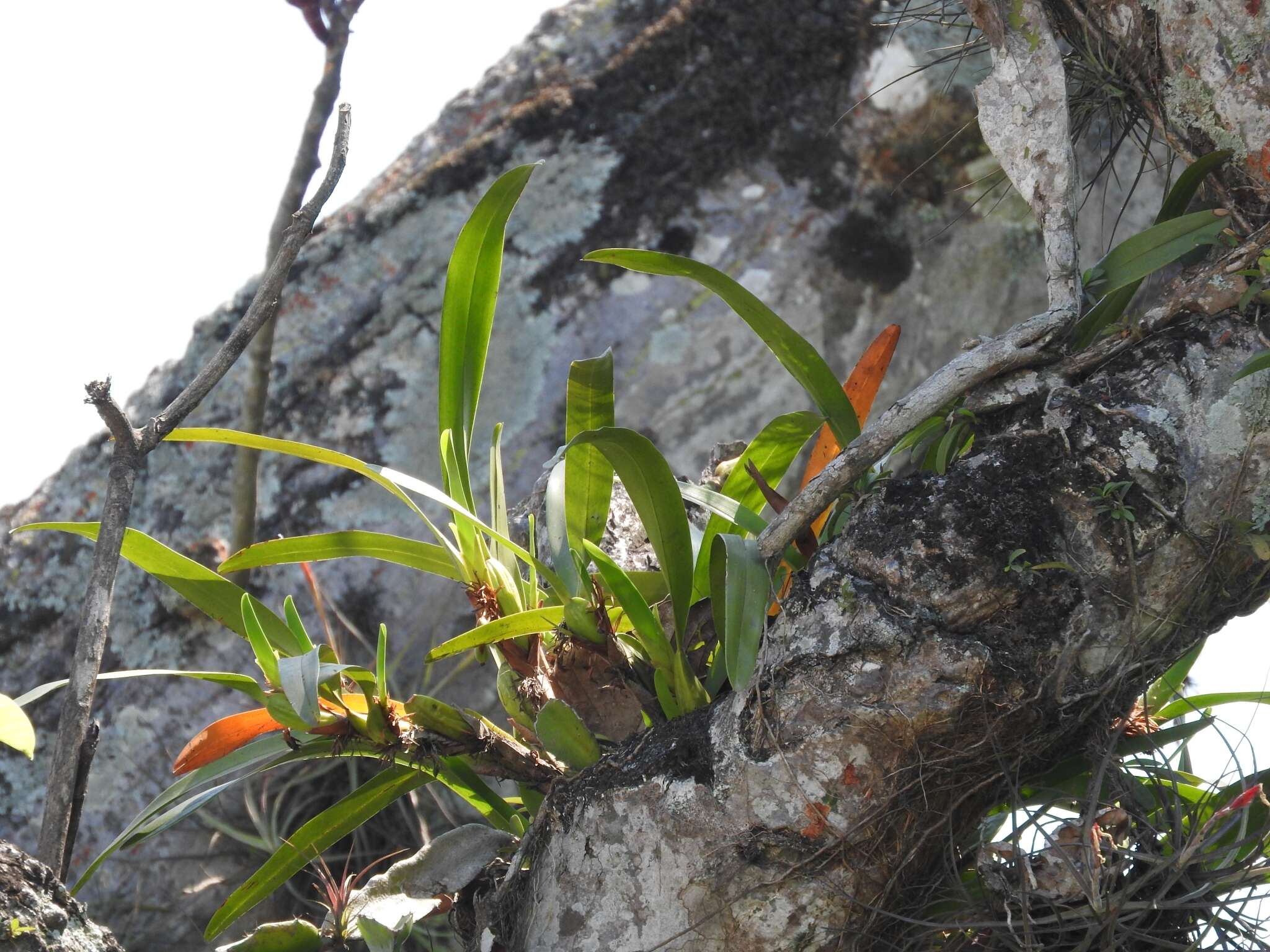 Image of Maxillaria densa Lindl.