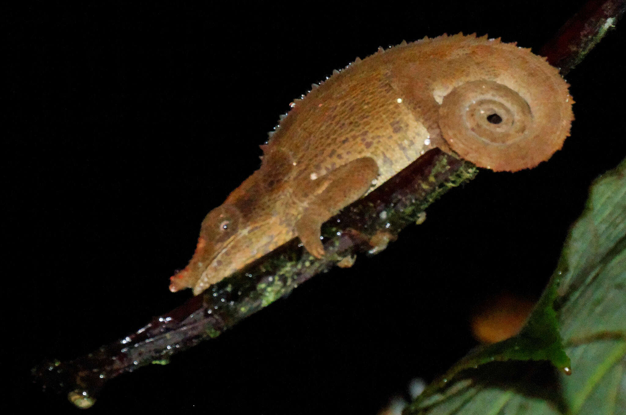 Image of Blue-legged chameleon