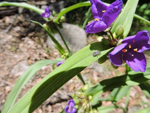 Image of Virginia spiderwort