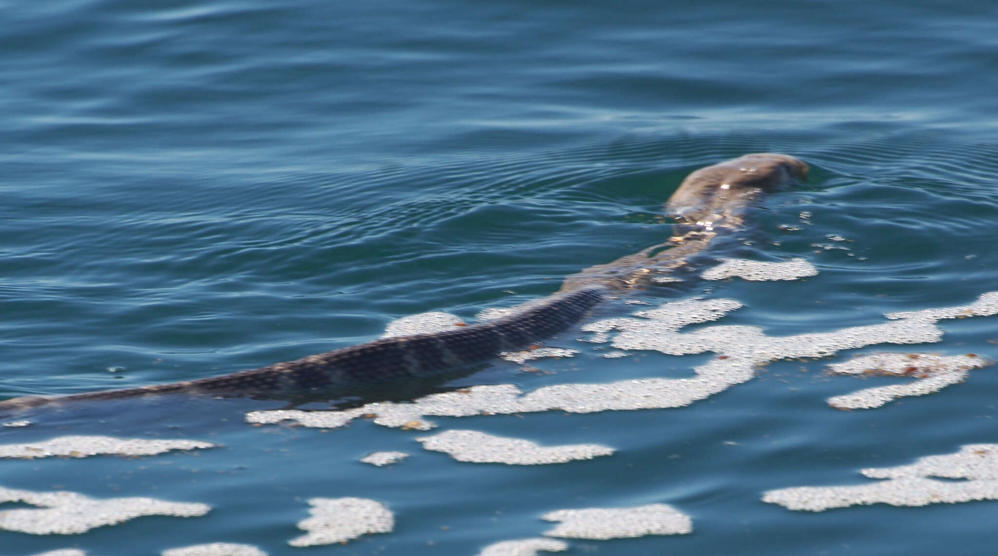 Image of Stoke’s seasnake