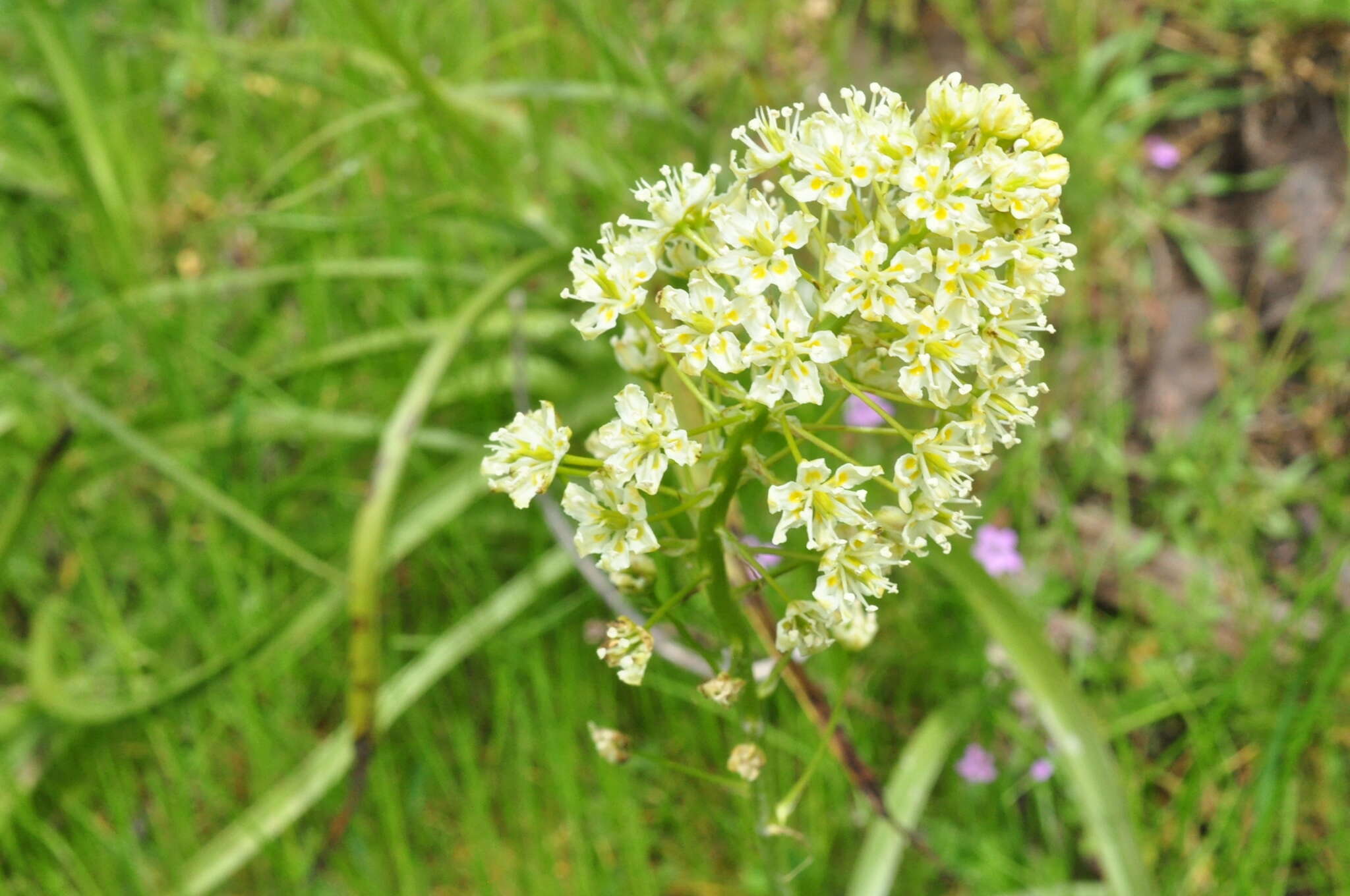 Image of meadow death camas