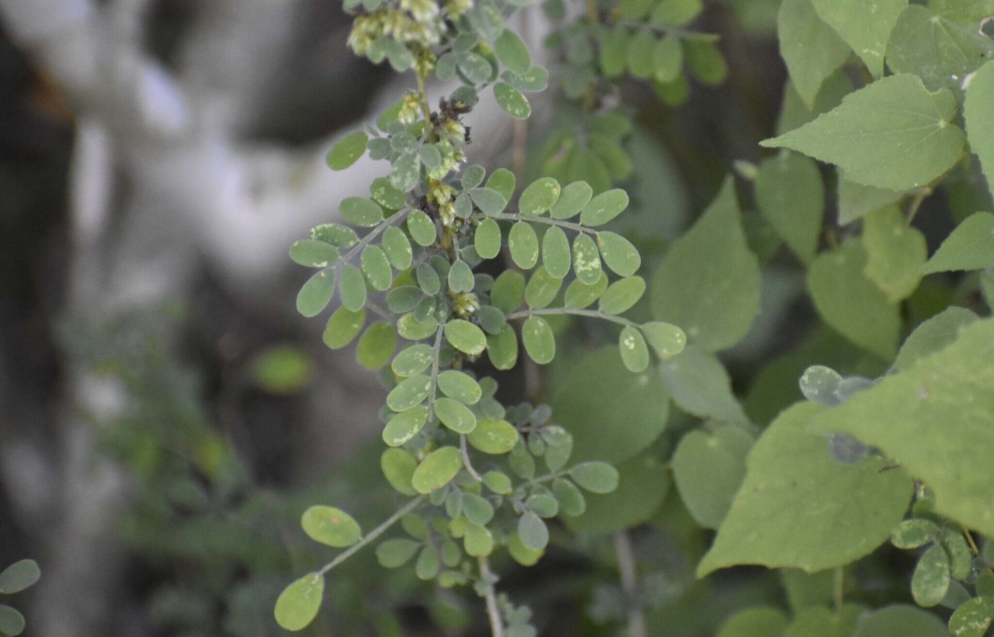 Слика од Dalea scandens var. paucifolia (J. M. Coult.) Barneby