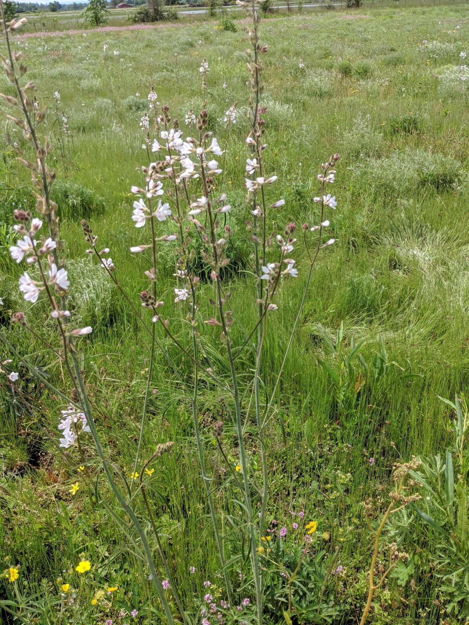 Image of meadow checkerbloom