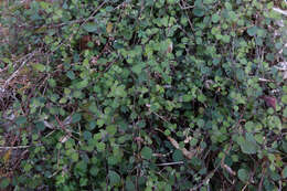 Image of Chenopodium allanii Aellen