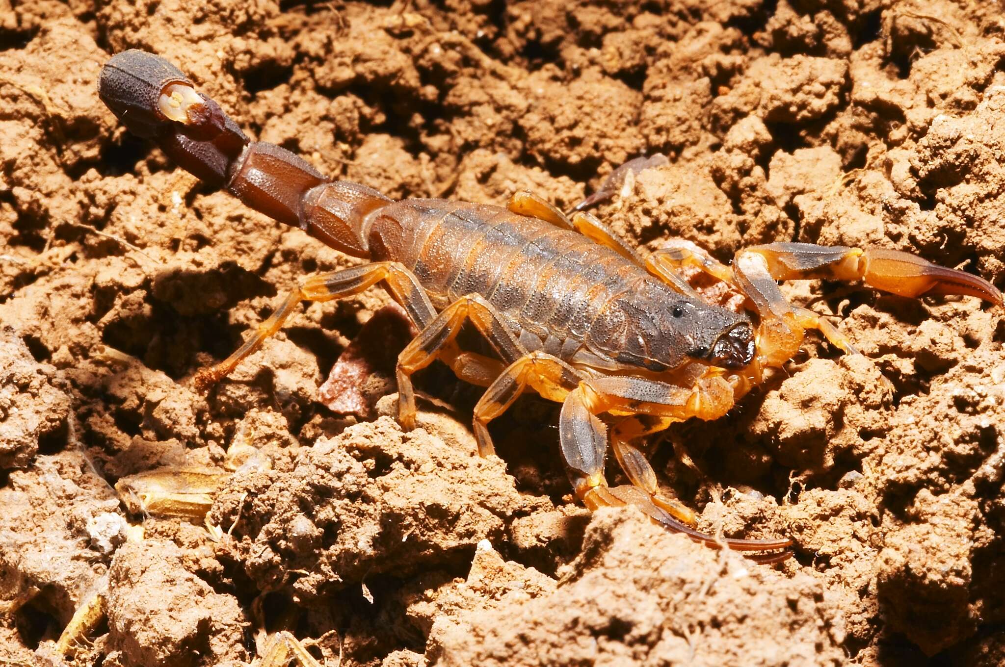 صورة Tityus fasciolatus Pessôa 1935