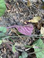 Image of whorled plectranthus