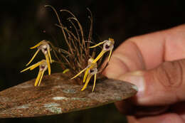 Imagem de Pleurothallis dunstervillei Foldats