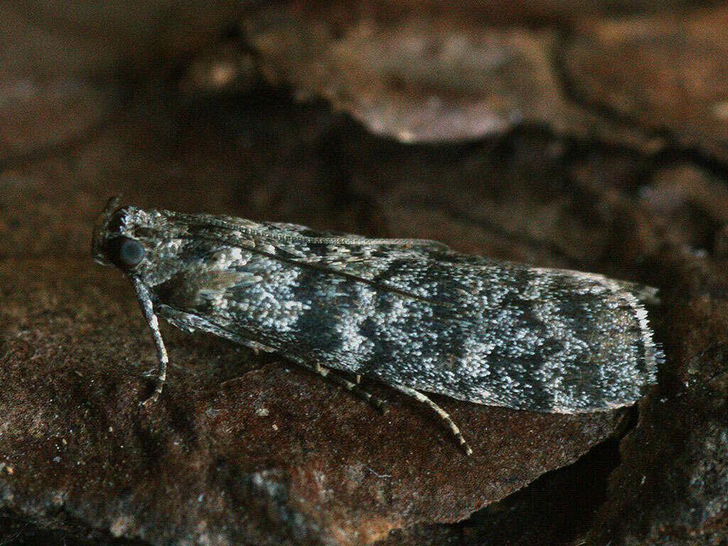 Image of Dioryctria mutatella Fuchs 1903