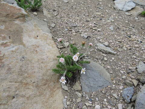 Image of Leucheria millefolium Dusen & Skottsb.