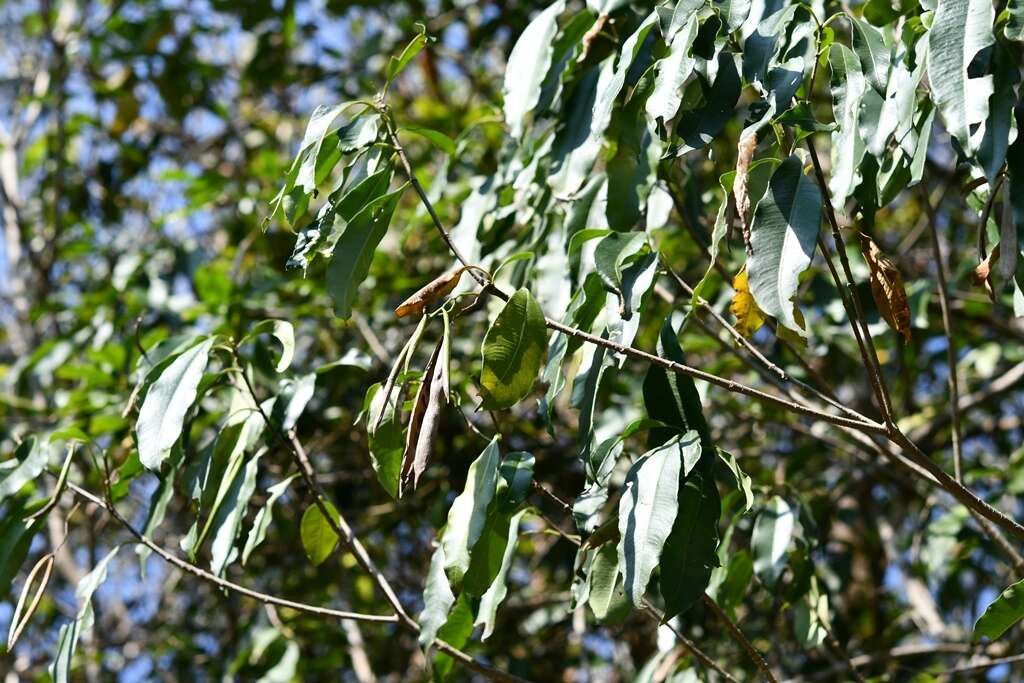 Image of Tonduzia longifolia (A. DC.) Markgr.