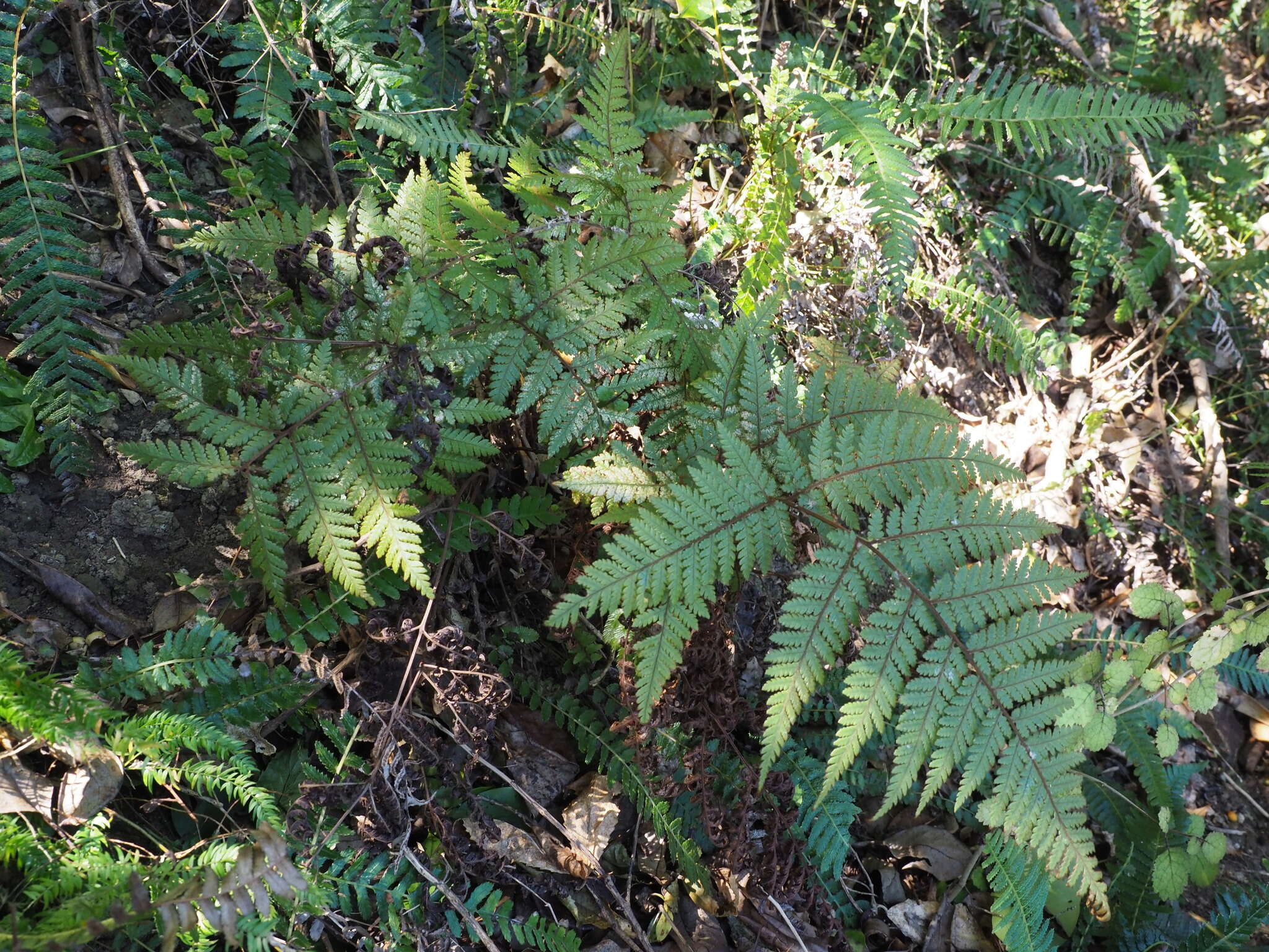 Image of Lastreopsis velutina (A. Rich.) Tindale