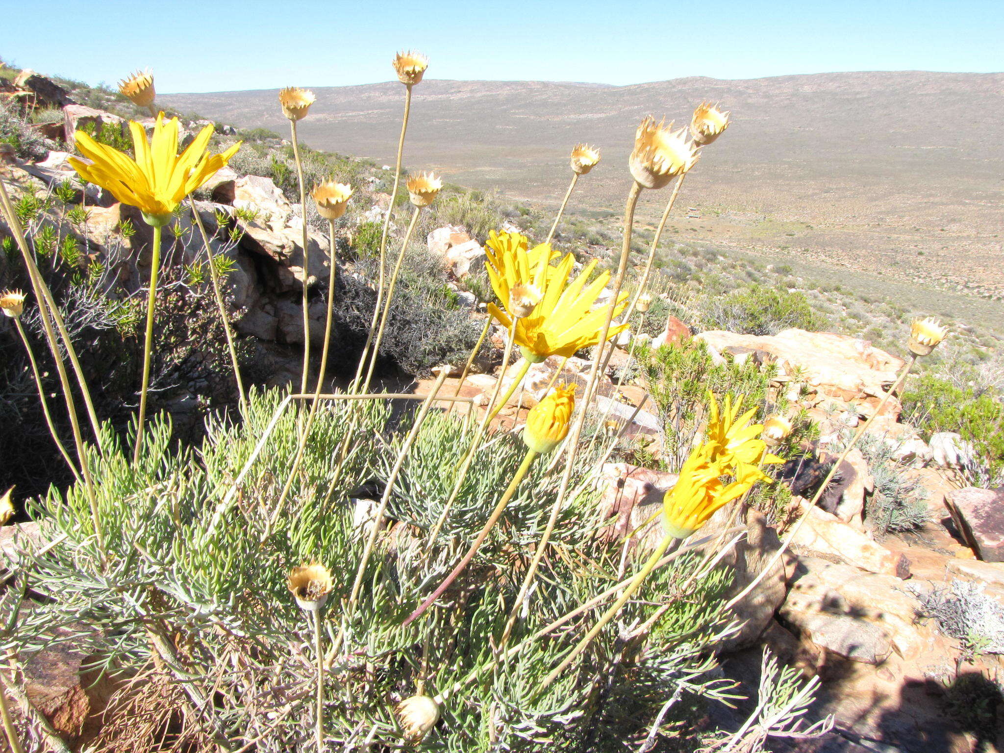 Imagem de Euryops wageneri Compton