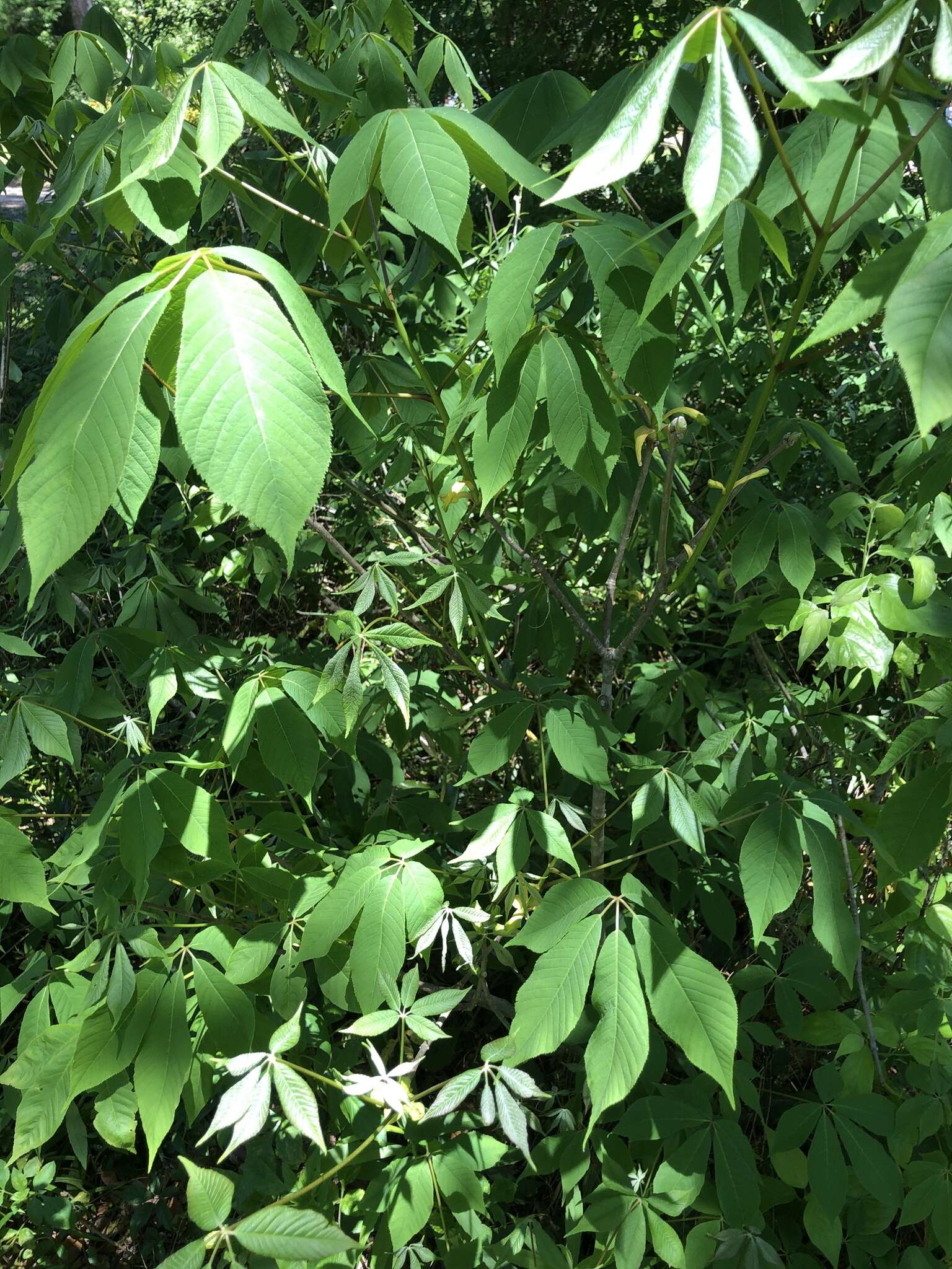 Image of bottlebrush buckeye