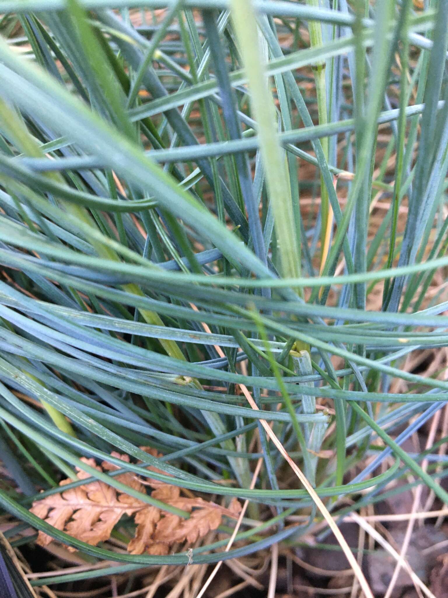 Image of Poa colensoi Hook. fil.