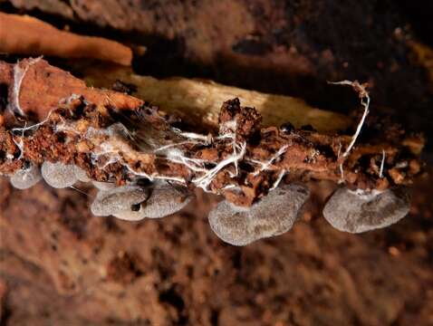 Image of Clitopilus conchatus (E. Horak) Noordel. & Co-David 2009