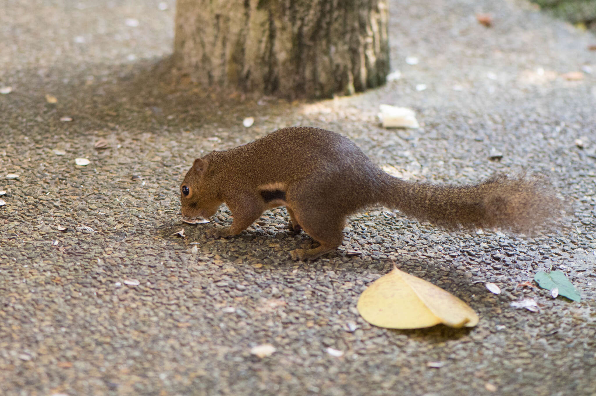Image of Plantain Squirrel