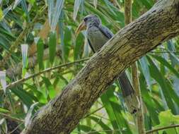 Image of Malabar Grey Hornbill