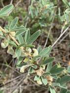 Image of Ptycholobium contortum (N. E. Br.) Brummitt