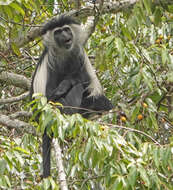 Colobus angolensis palliatus Peters 1868 resmi