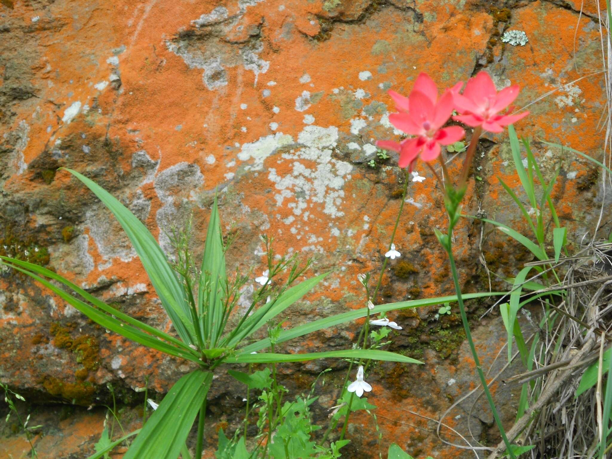 Image of Freesia laxa subsp. laxa