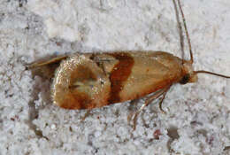Image of Cochylis caulocatax Razowski 1984