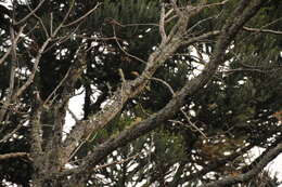 Image of Chestnut-backed Tanager