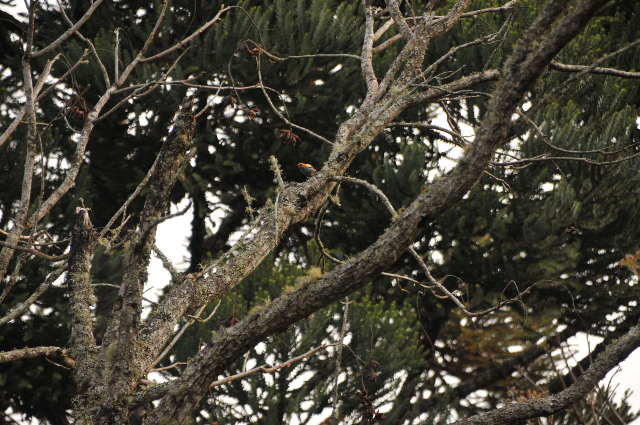 Stilpnia preciosa (Cabanis 1851) resmi