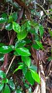 صورة Ardisia chinensis Benth.