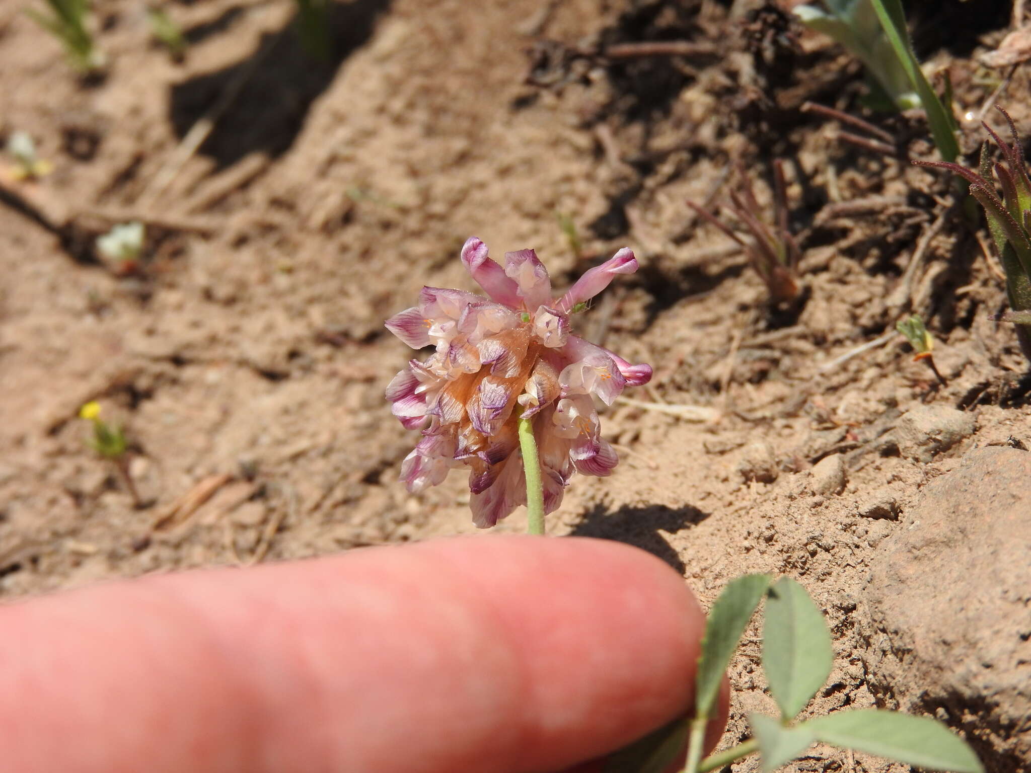 Image of Shasta Clover