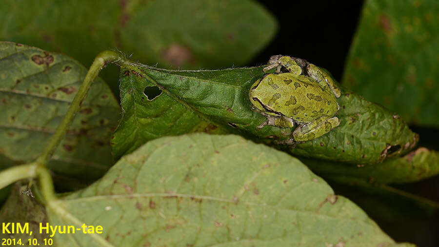 Image of Japanese Tree Frog