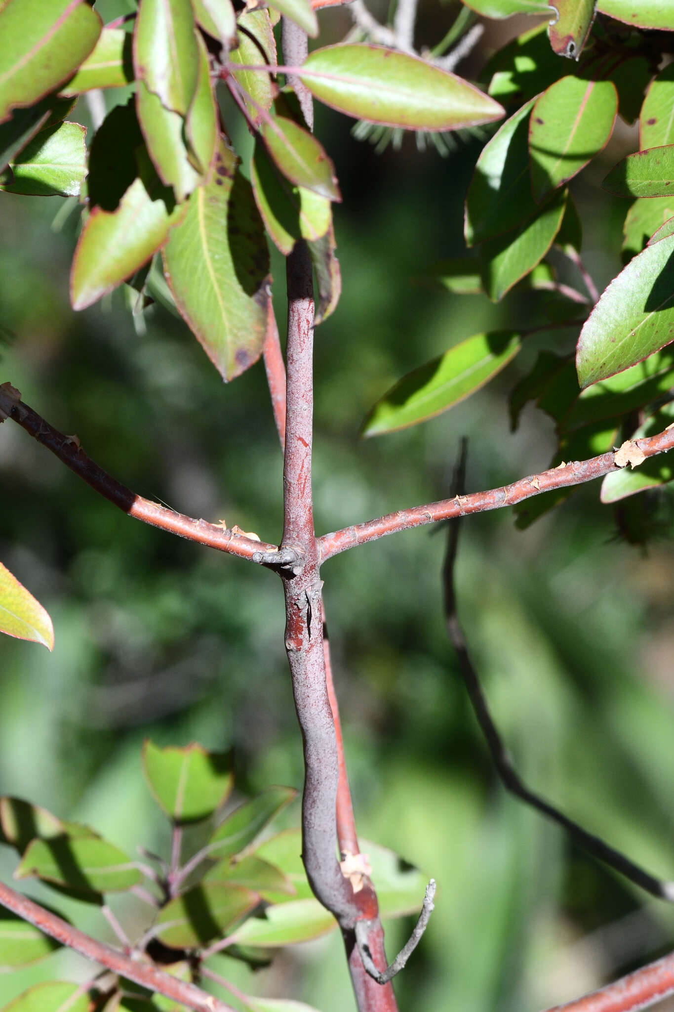 Arbutus xalapensis var. texana (S. F. Buckley) A. Gray resmi