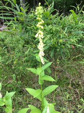 Imagem de Digitalis lutea subsp. lutea