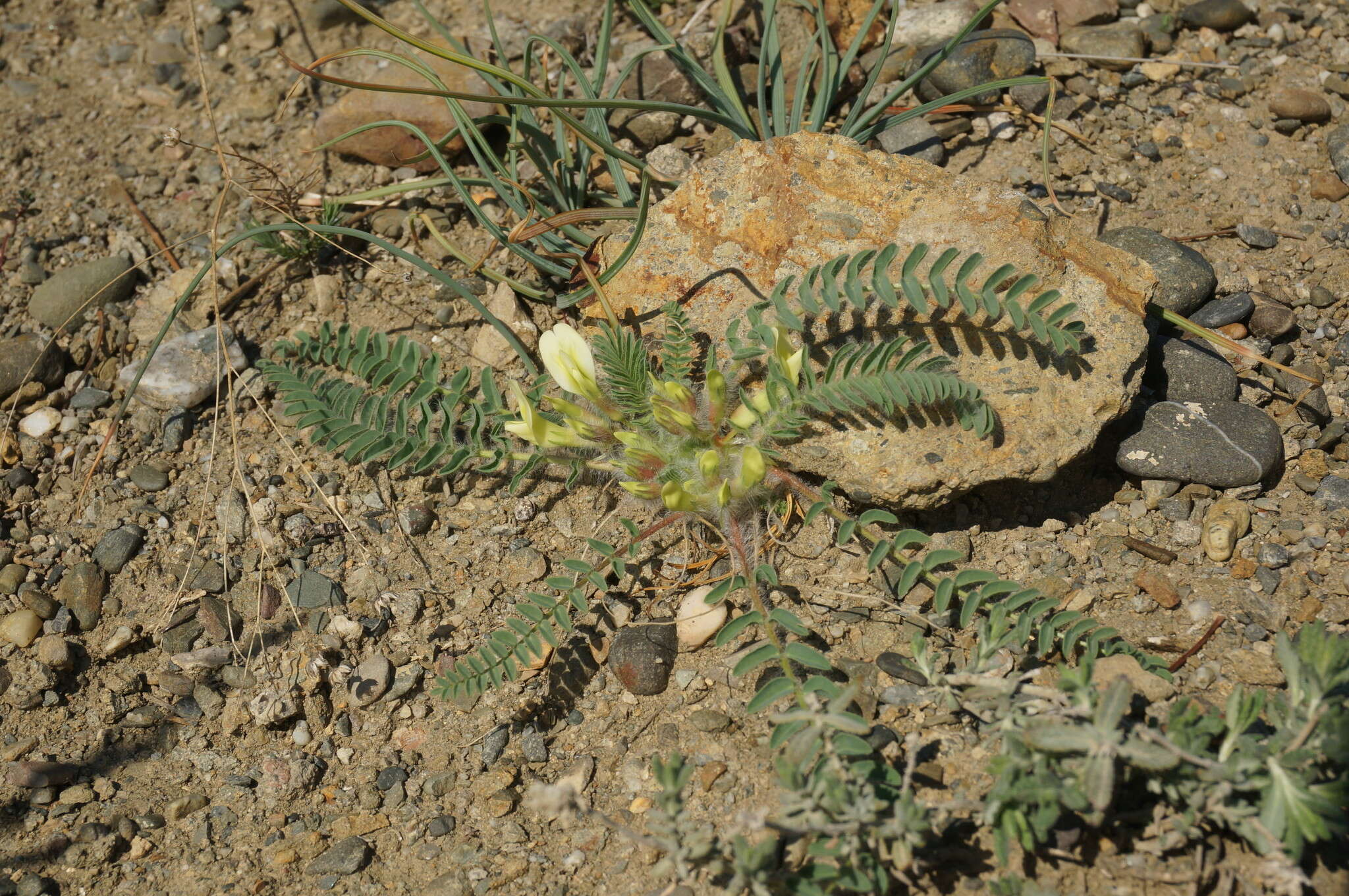 Sivun Astragalus utriger Pall. kuva