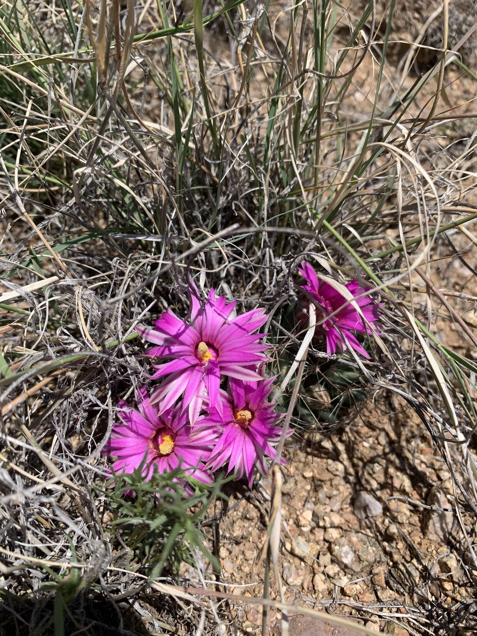 Image of Wright's nipple cactus