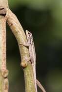 Image de Lygodactylus picturatus (Peters 1870)