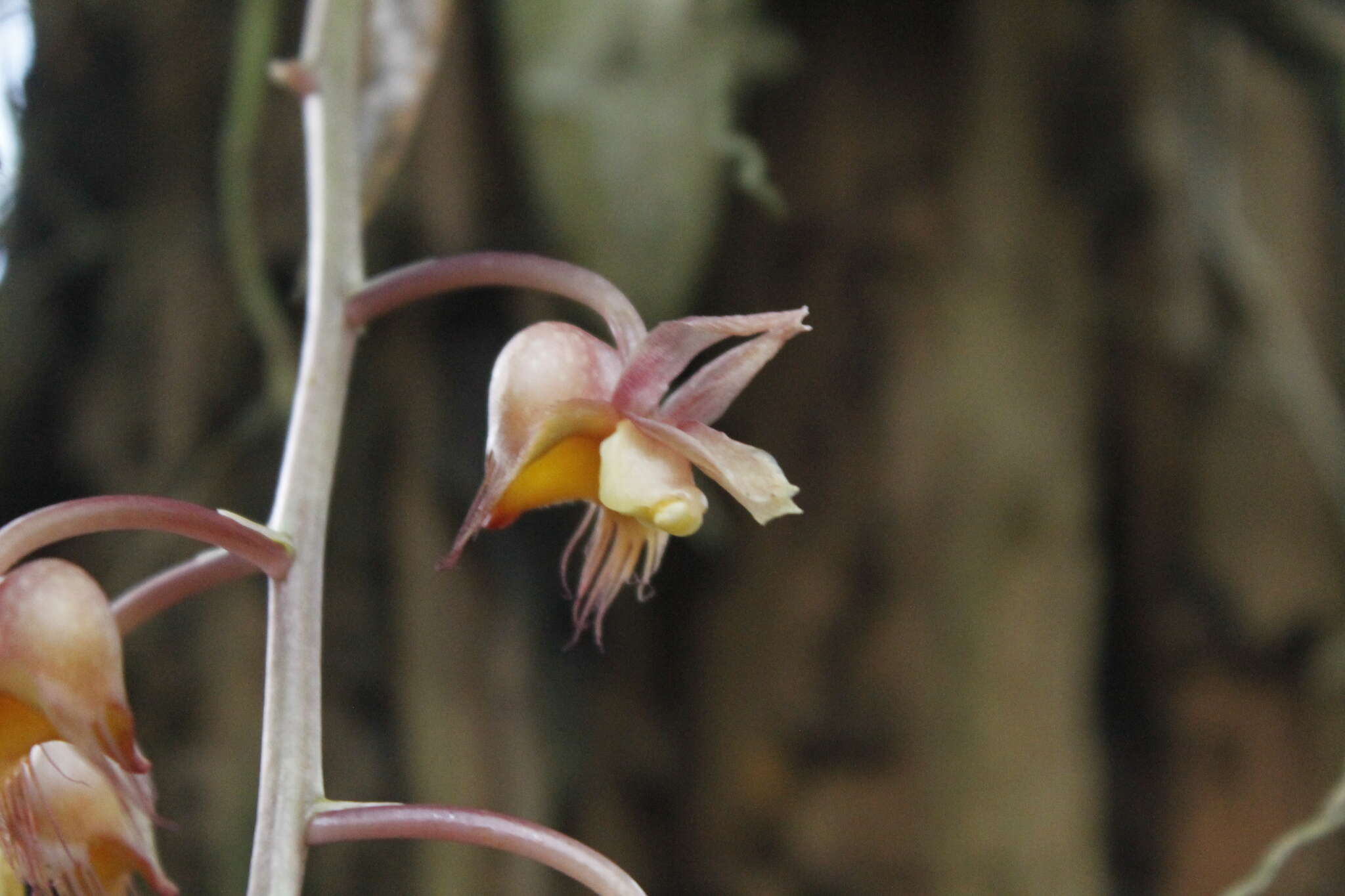 Catasetum roseoalbum (Hook.) Lindl.的圖片