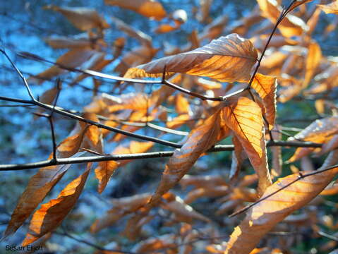 Image of American beech