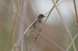 Image of Paddyfield Warbler