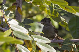 Phyllastrephus baumanni Reichenow 1895 resmi