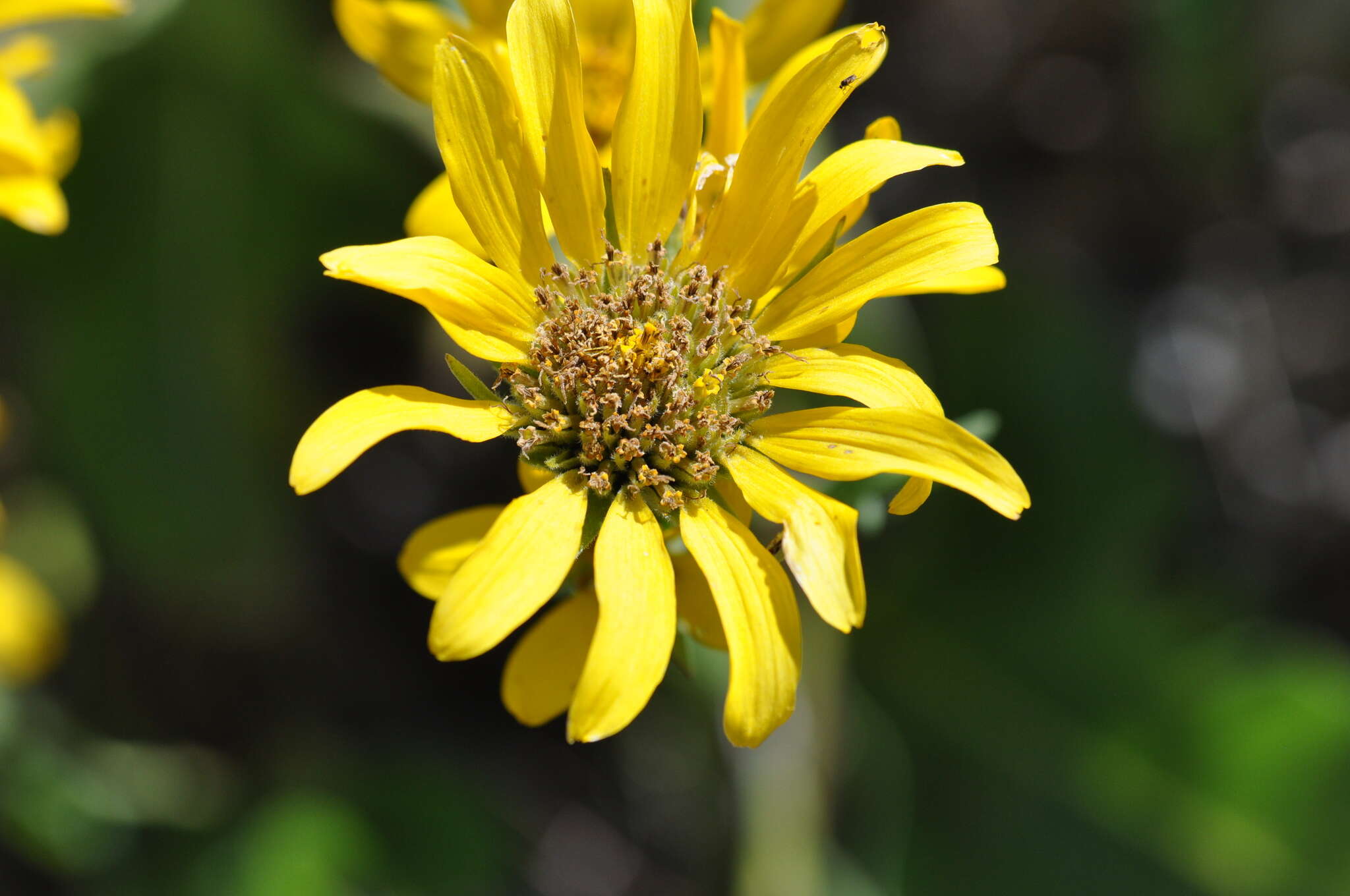 Image of Carey's balsamroot