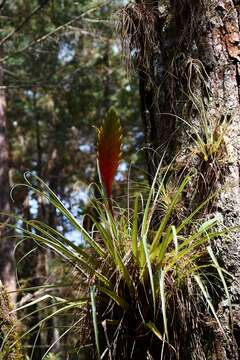 Image of Tillandsia lampropoda L. B. Sm.