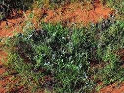 Image of South African Spiny Cucumber