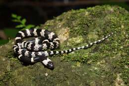 Image of Banded Wolf Snake