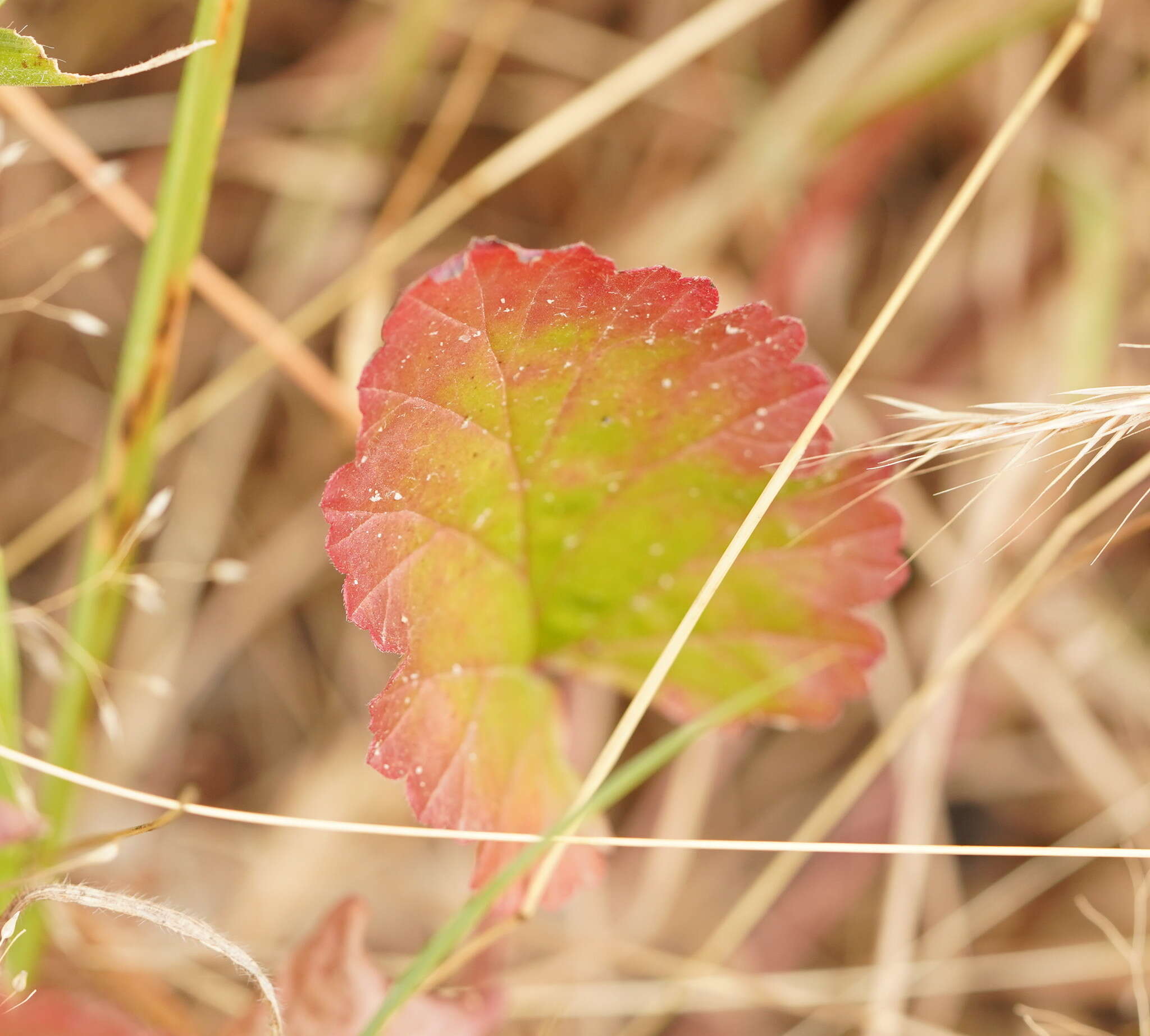 Image of Pelargonium rodneyanum Lindl.