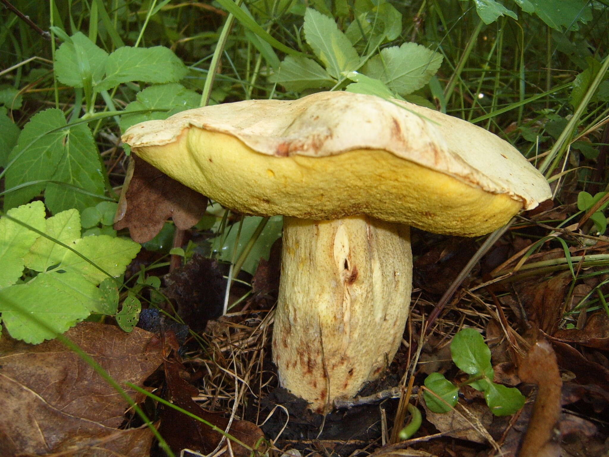 Image of Iodine bolete