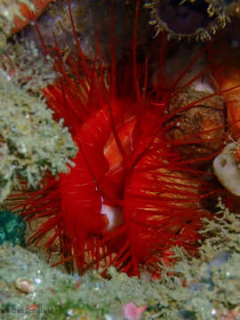 Image of Electric Flame Scallop